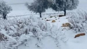 1 Kabarnew خبر جديد